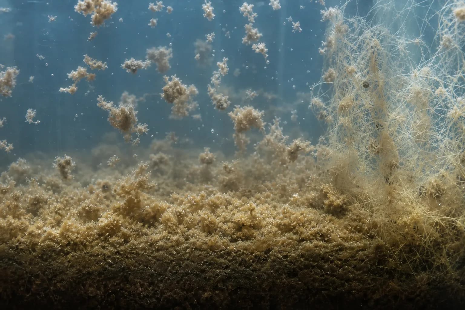 Flocs—not individual bacteria—form the settling solids：More compact flocs、Free fines/pin floc、Zone-settling blanket、Excess filament framework